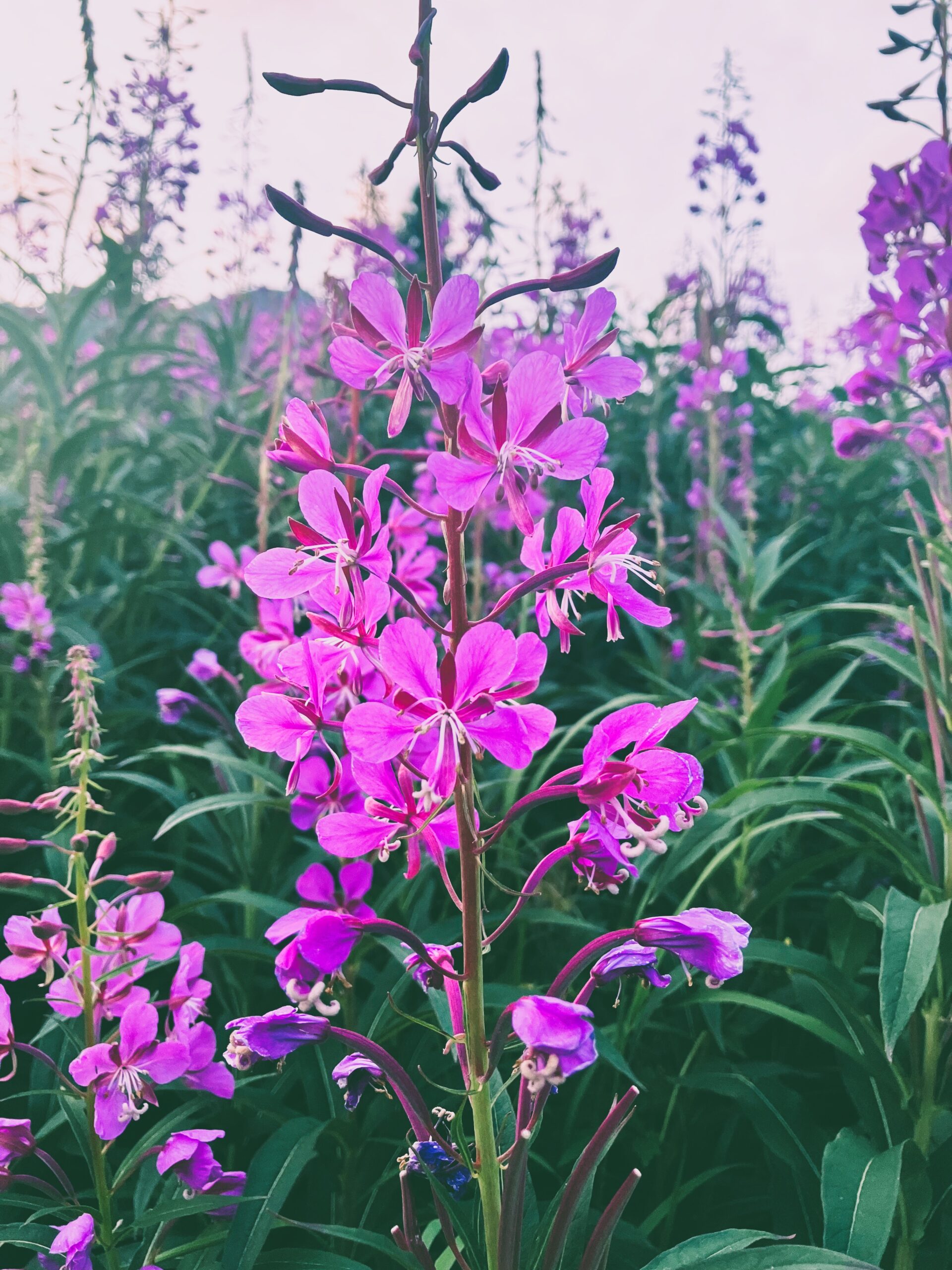 Fireweed